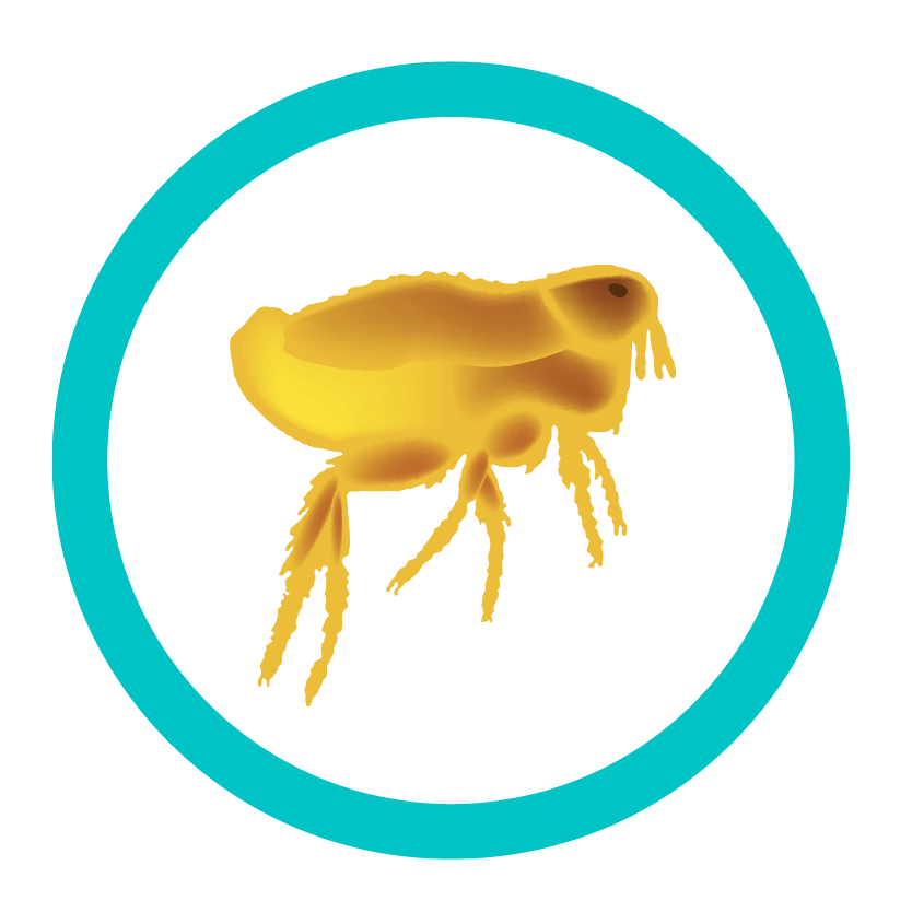 Bolhe
