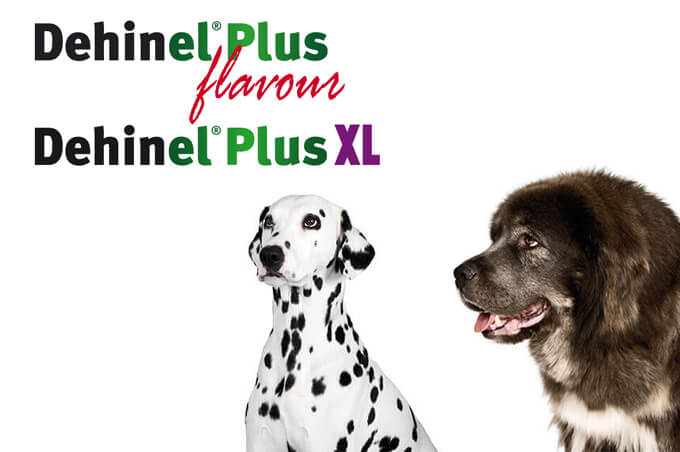 Dehinel Plus