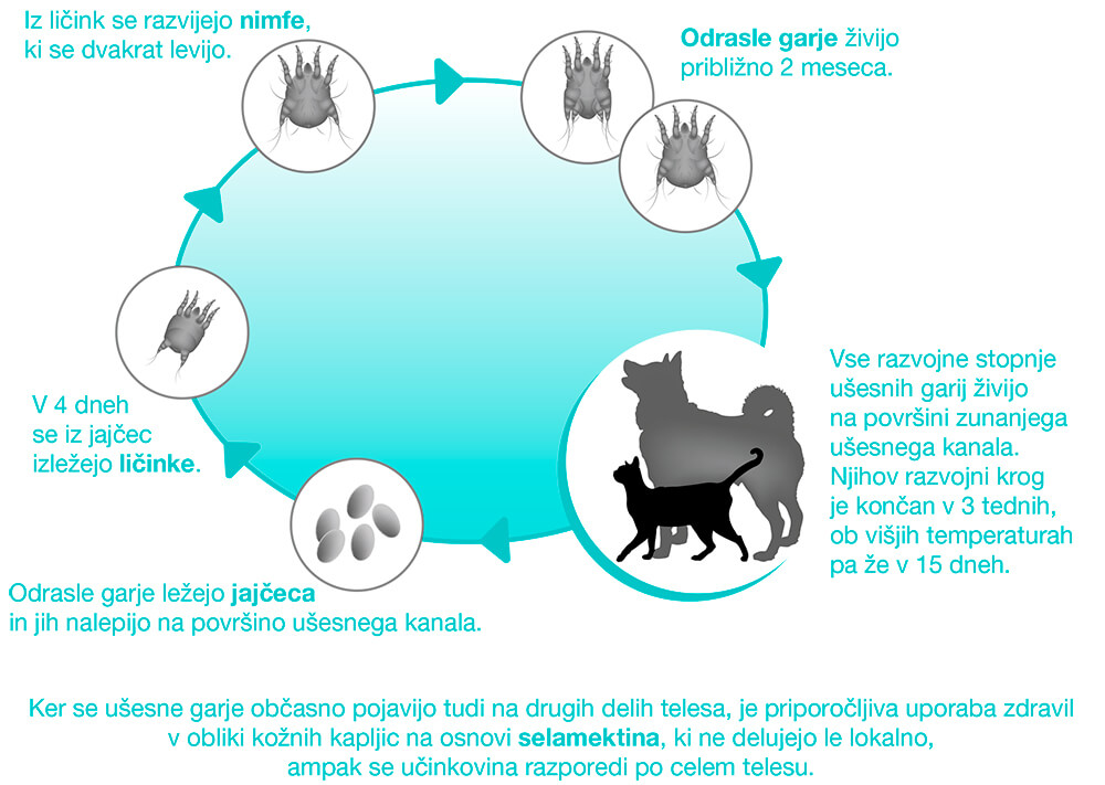 Življenjski krog garje Otodectes cynotis